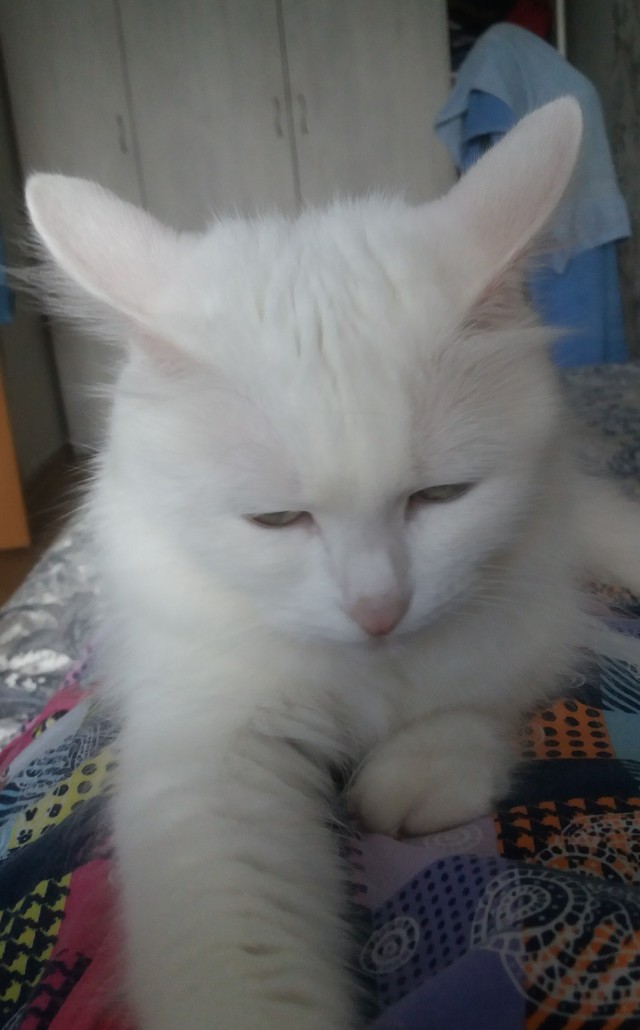 Котовторник 18.10.22