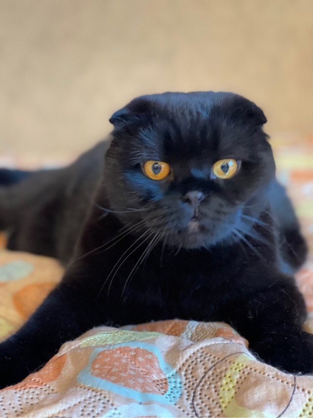 Шейх Котара