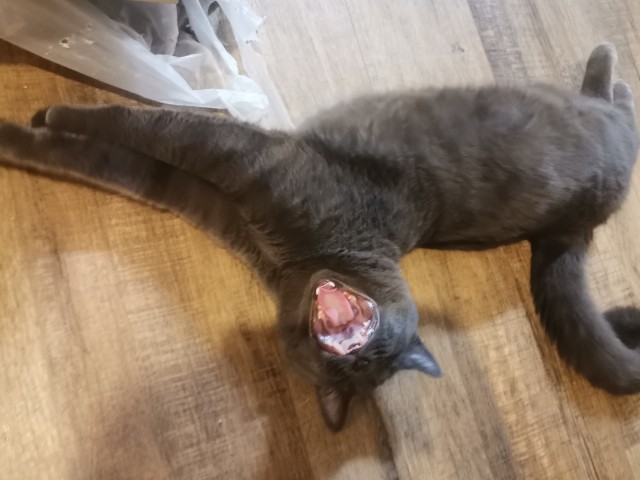 Коточетверг!