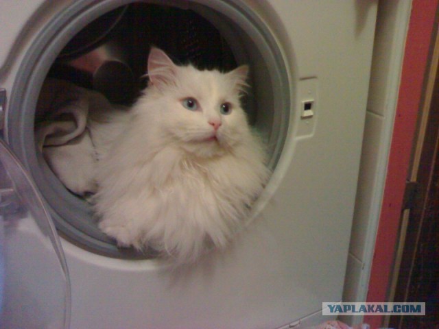 Котовторник 26.03.2013