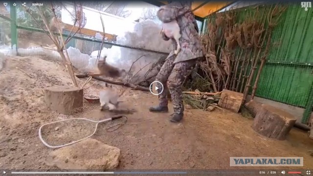 Заяц встал на защиту друга