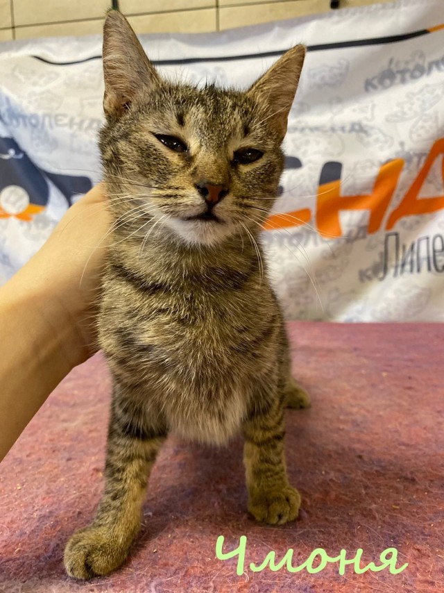 Жизнь домашнего приюта "Котоленд" 384