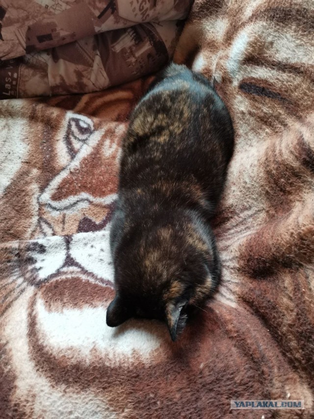 Наиграл