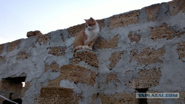 Котовторник 09.04.2013