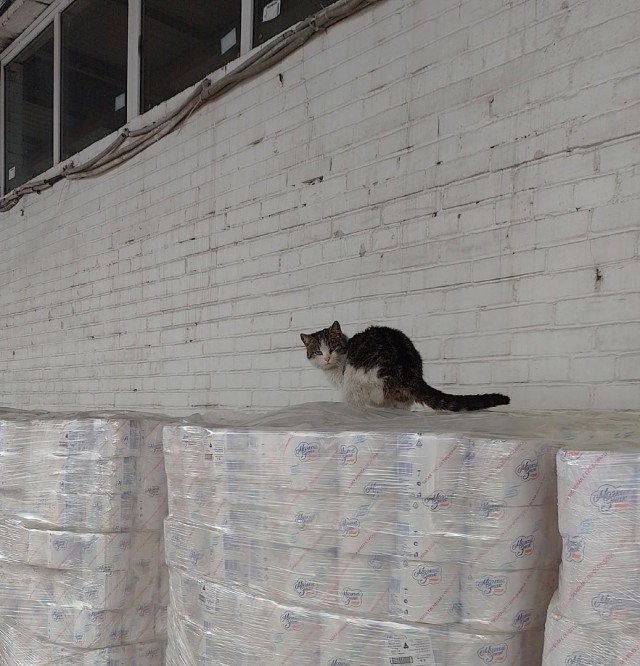 Коты пролетарии