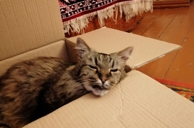 Ловушки для котов