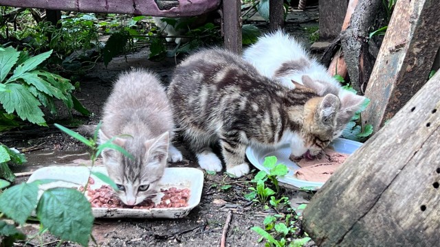 Котовторнику посвящается-Подобрашка