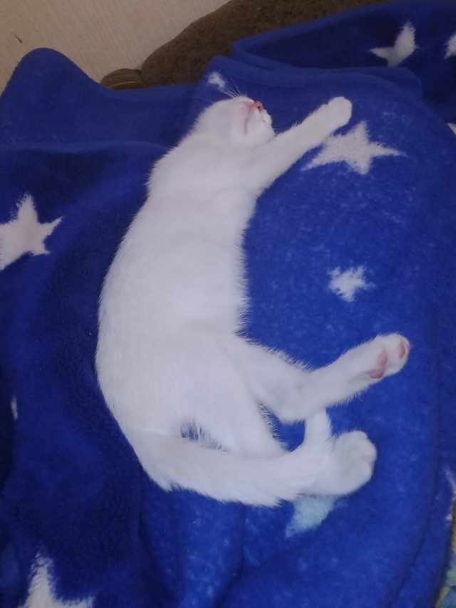 Коты на производстве