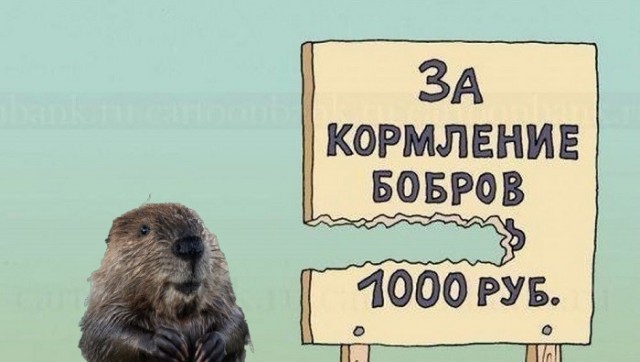 Кормление воспитанных бобров из Московского зоопарка