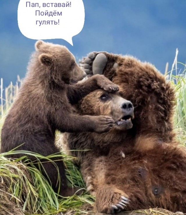 Опубликованы снимки—победители конкурса дикой природы NANPA