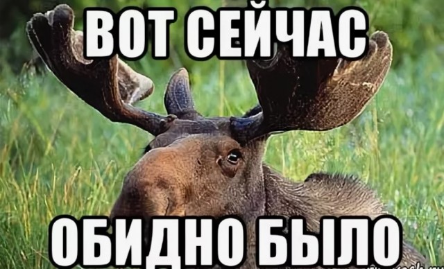 Житель Вязников случайно застрелил закладчика при охоте на лося
