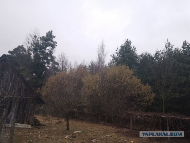 Жизнь домашнего приюта для котеек 485