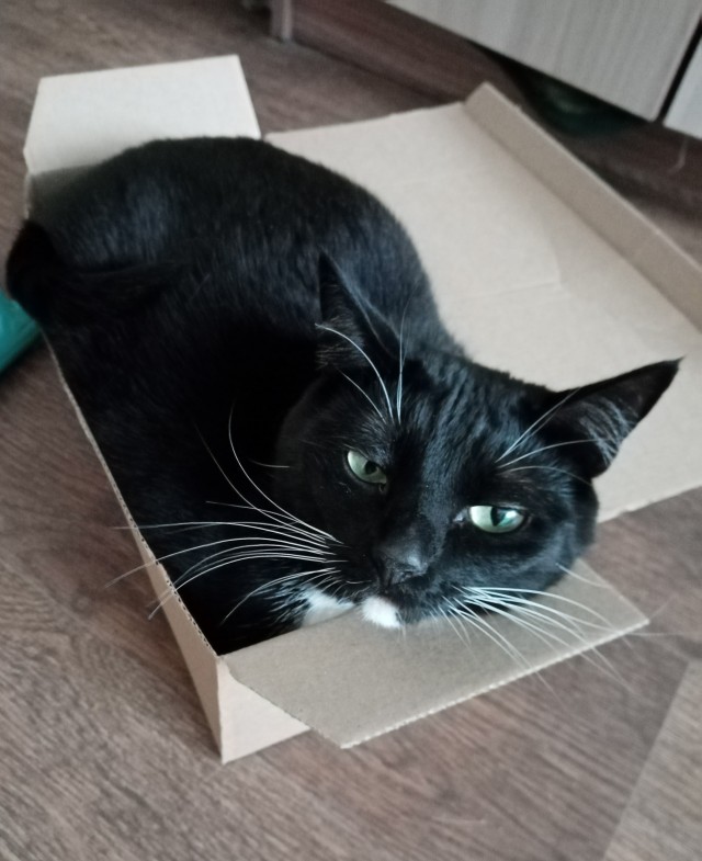 Эталон кота