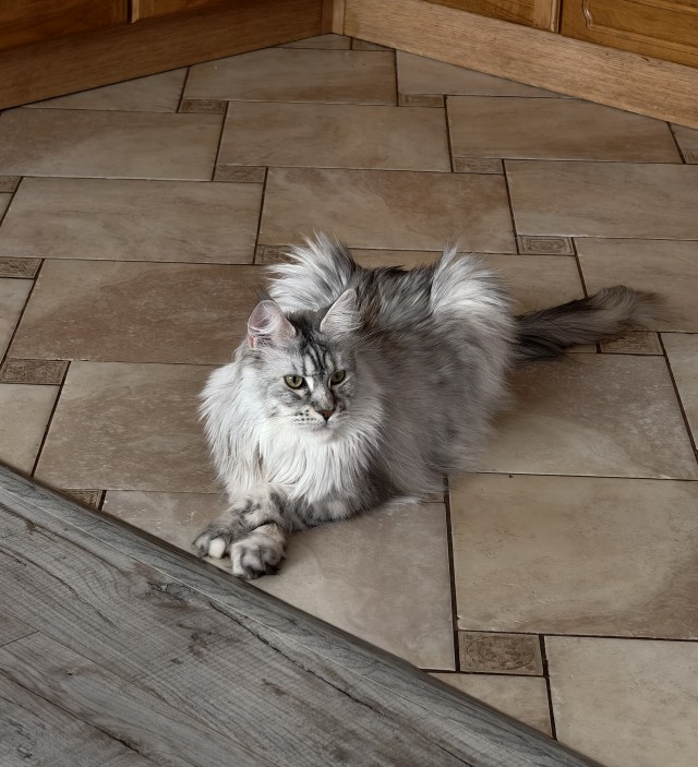 К котовторнику