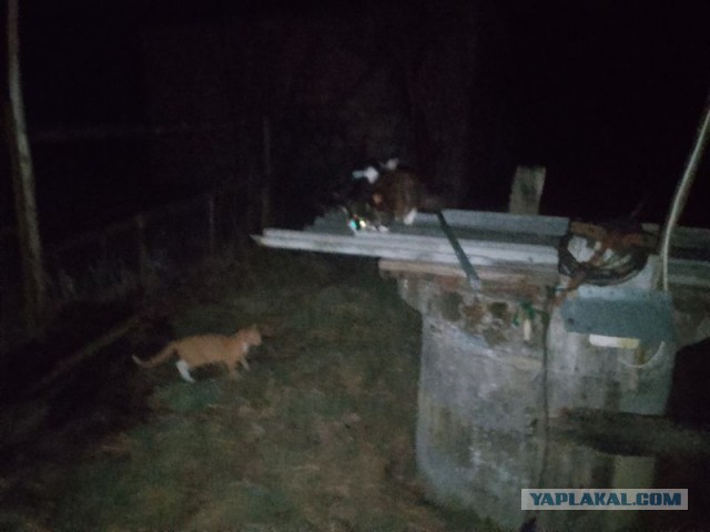 Жизнь домашнего приюта для котеек 537