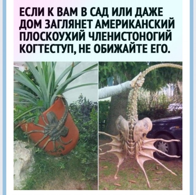 Подскажите, что за вид?