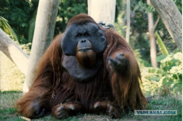 Пять побегов и ни одной судимости!