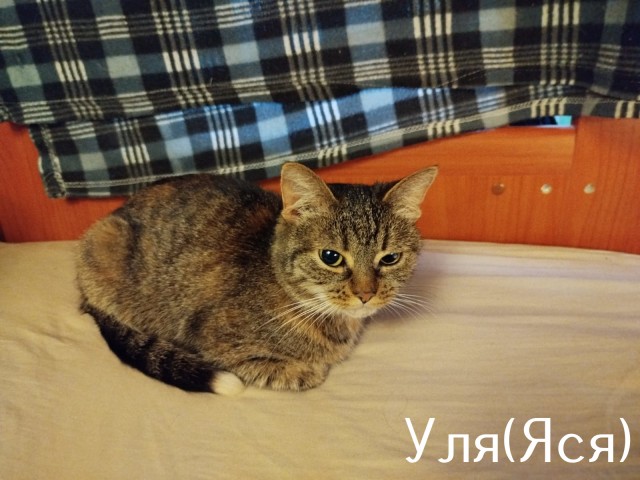 Жизнь домашнего приюта "Котоленд" 510