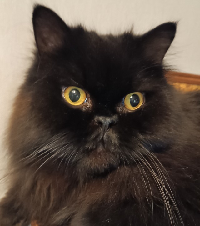Котоновый год