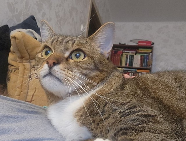 Мой кот