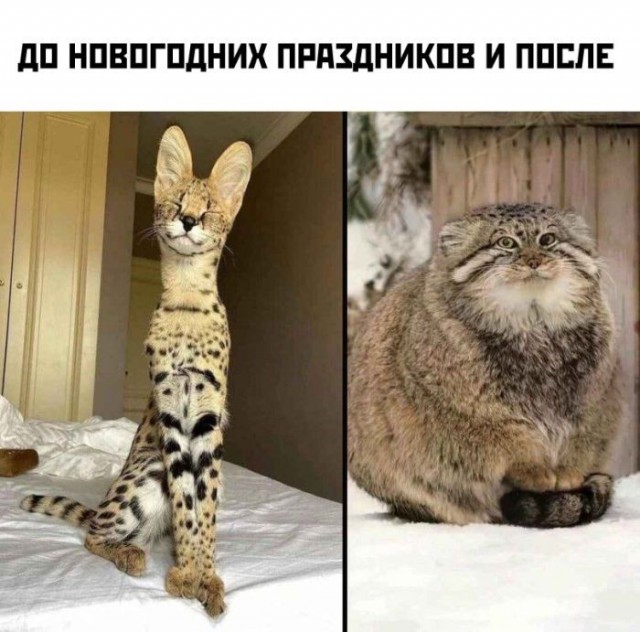 Веселых картинок вам в ленту