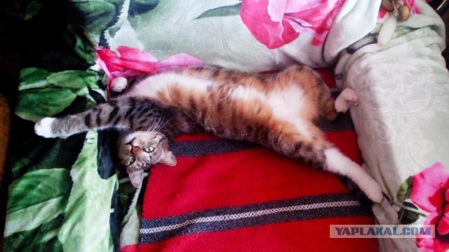 Котовторник