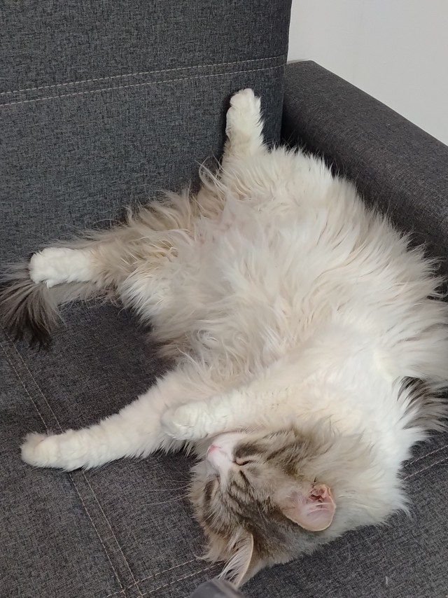 С котовторником!