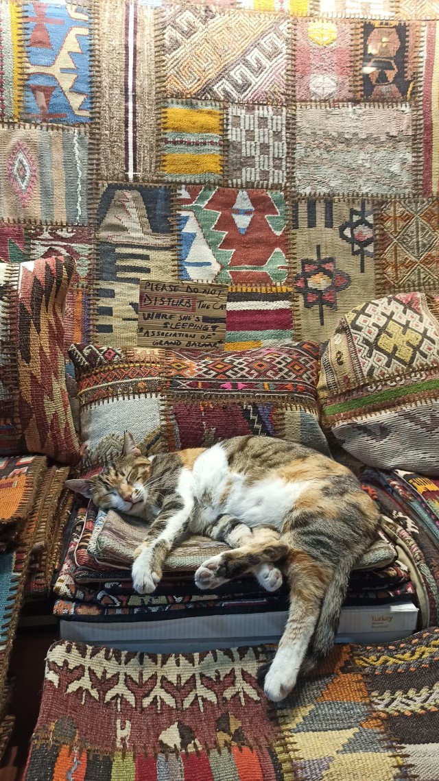 Немного стамбульских котов на котовторник, господа!