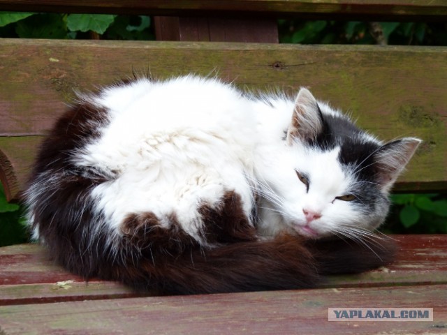 Котовторник 03.09.2013