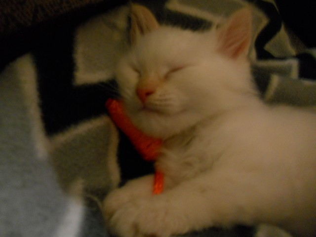 Котейка, который не знает как лежат котейки