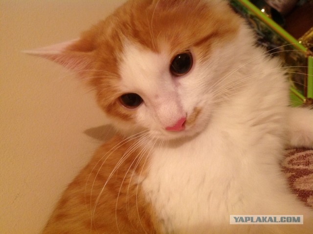 Кошатники ЯПа, помогите...