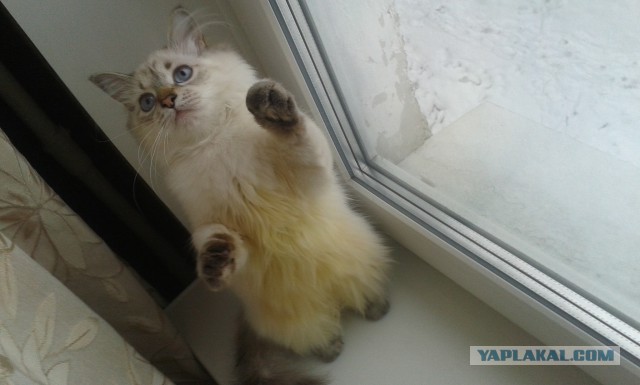 Котовторник 04.03.2014