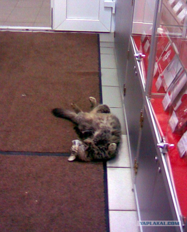 Котовторник  25.03.2014