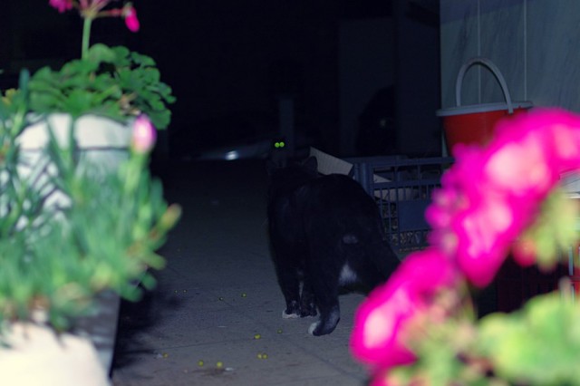Котовторник 01.04.2014