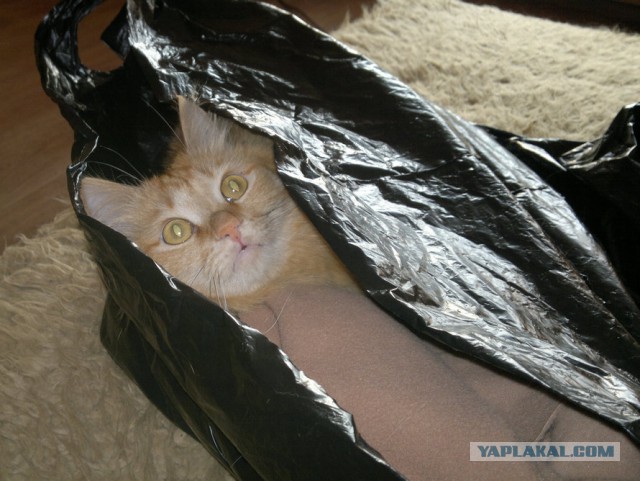 Котовторник  08.04.2014