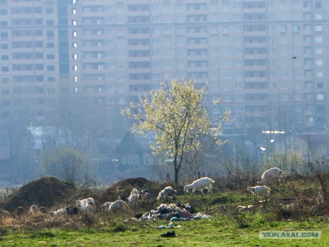 Свиньи, козы, кролики... в центре города!