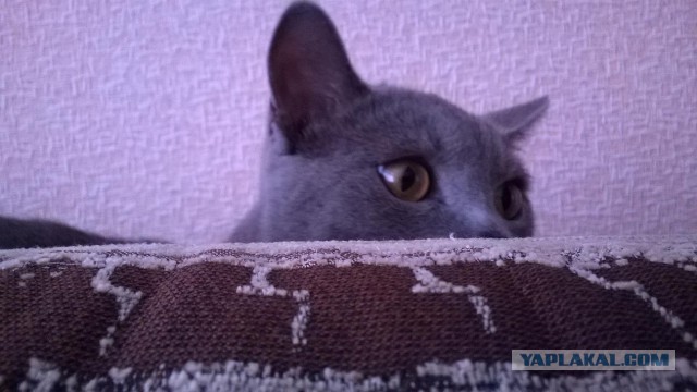 Котовторник 16.09.14