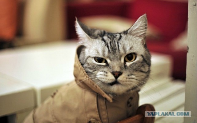 Моя кошка гопник!