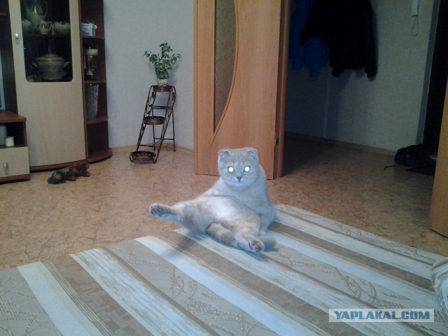 Котовторник 23.12.2014