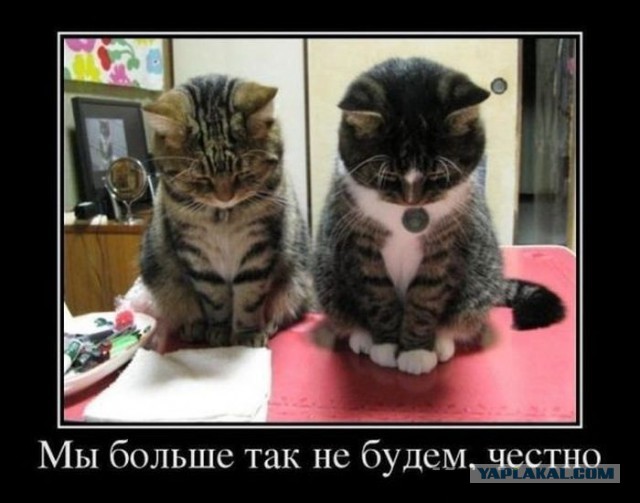 40 провинившихся котов