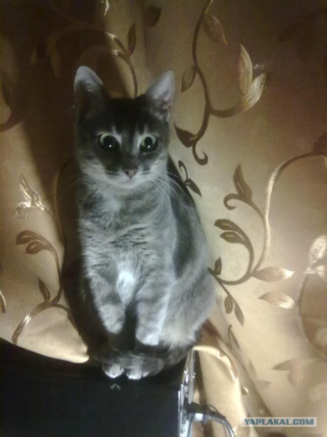 Котовторник 07 04 2015
