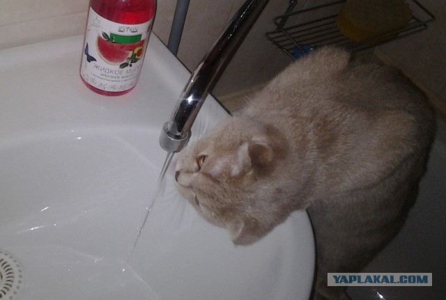 Котовторник 5.05.2015.