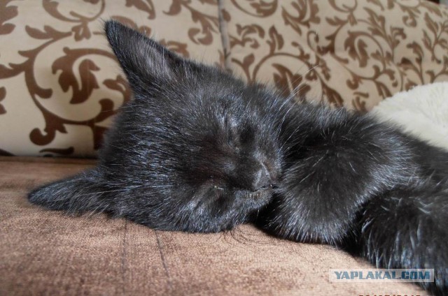 Котовторник 25.08.2015