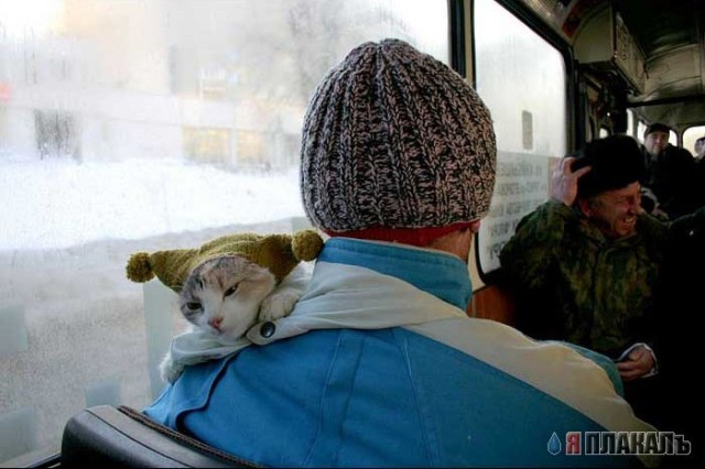 жрать хоцца шопестдец