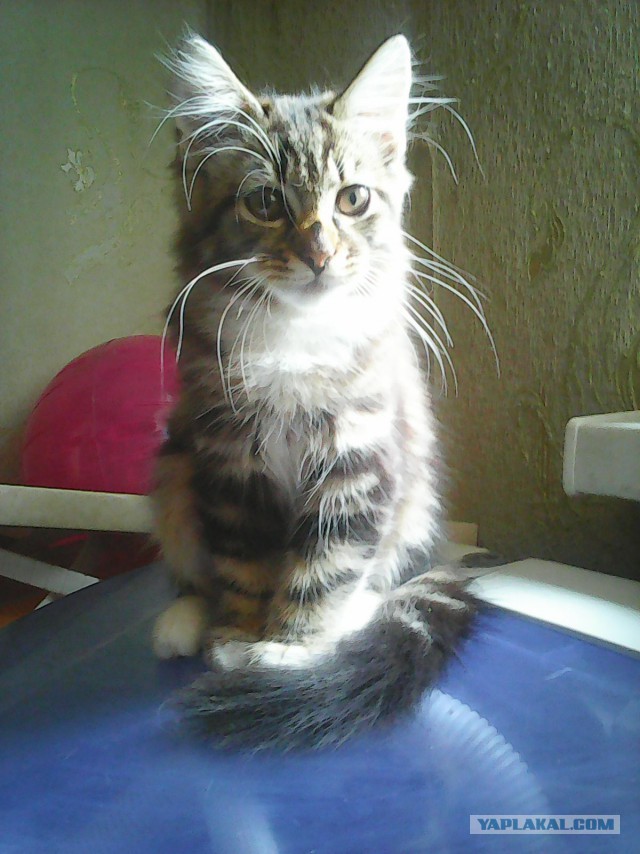 Котовторник 19.01.2016