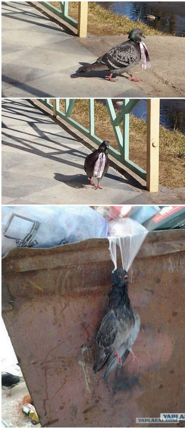 Вестник социальных сетей