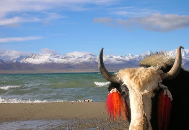 Лучшие звериные фото National Geographic 2007
