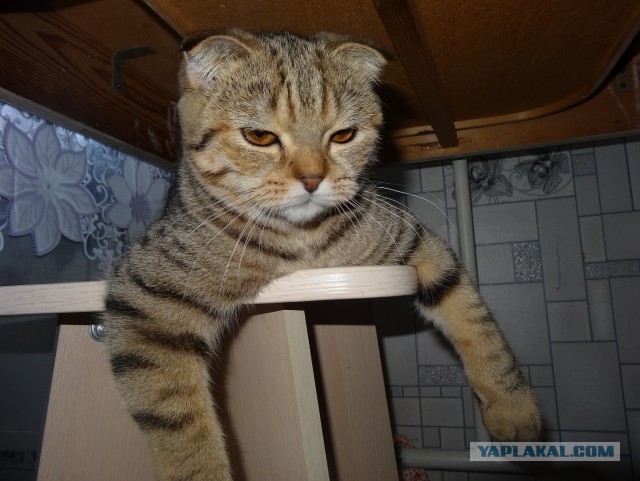 Жизнь домашнего приюта для котеек 130