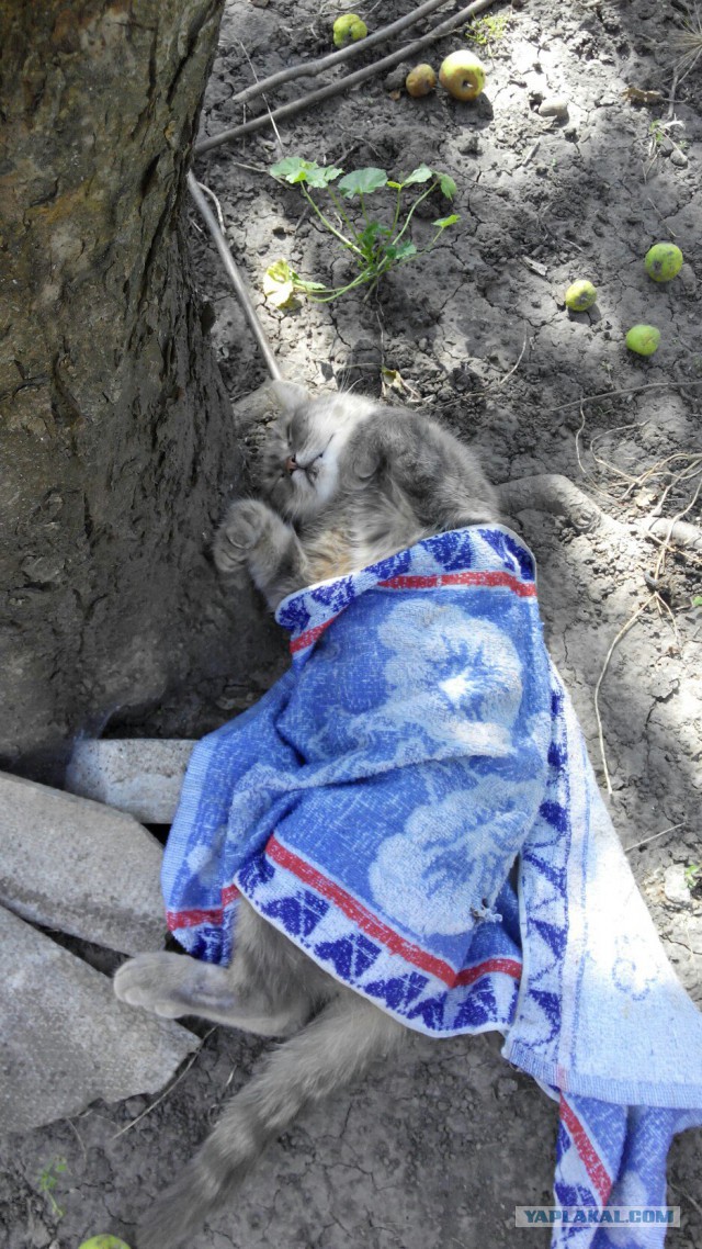 Кошачьи сны