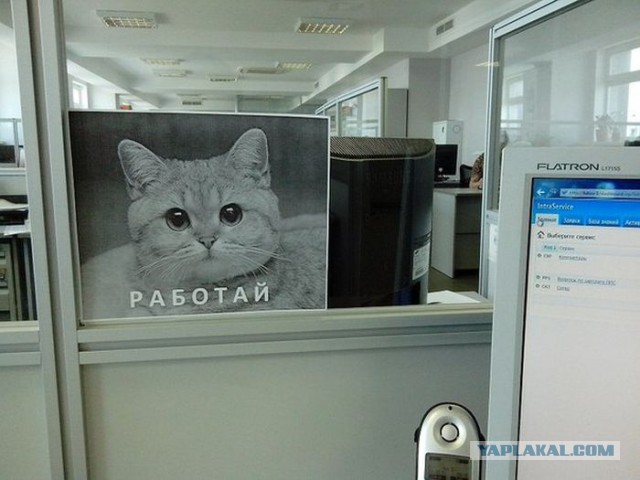 Адовый трэш и тупизм на начало недели